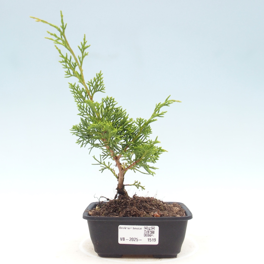 Venkovní bonsai - Juniperus chinensis Itoigawa -Jalovec čínský