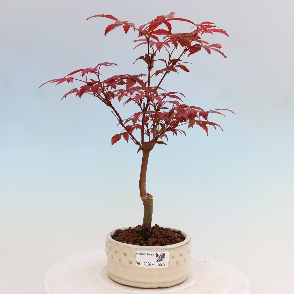Venkovní bonsai - Acer palm. Atropurpureum-Javor dlanitolistý