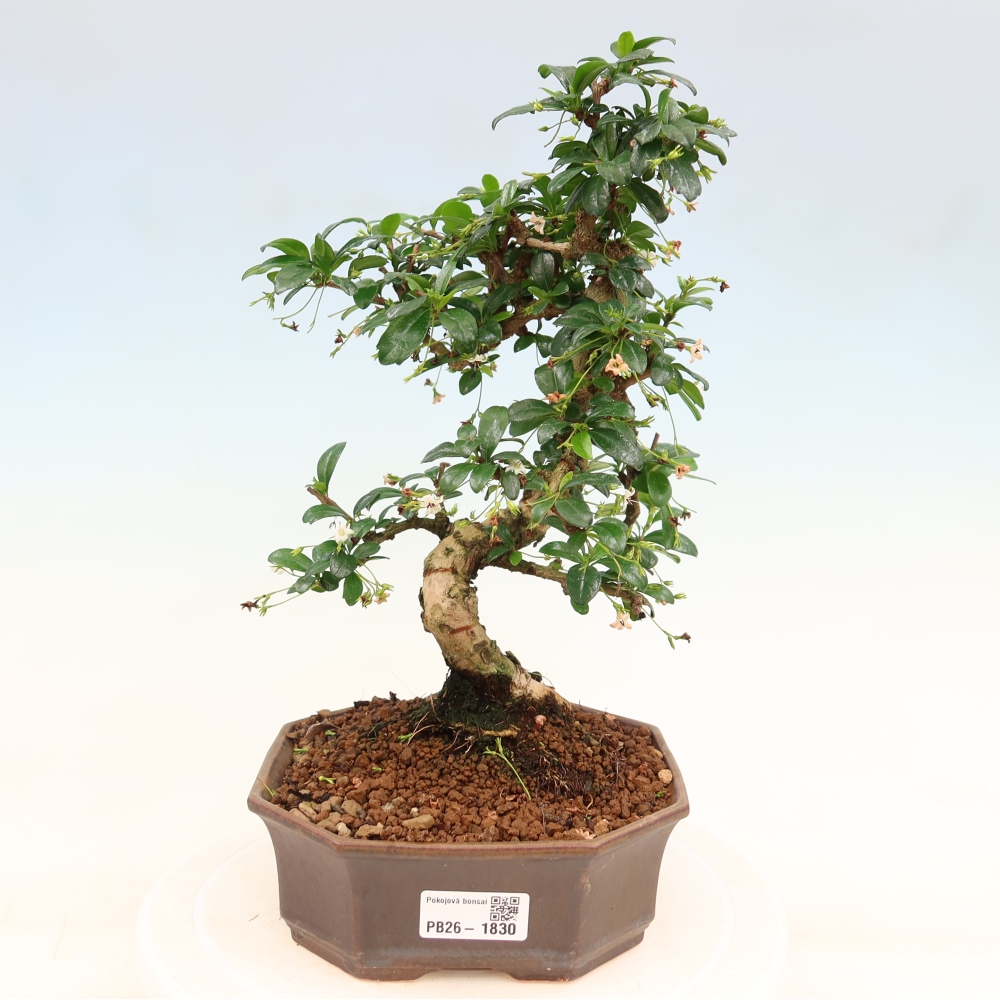 Pokojová bonsai - Carmona macrophylla - Čaj fuki
