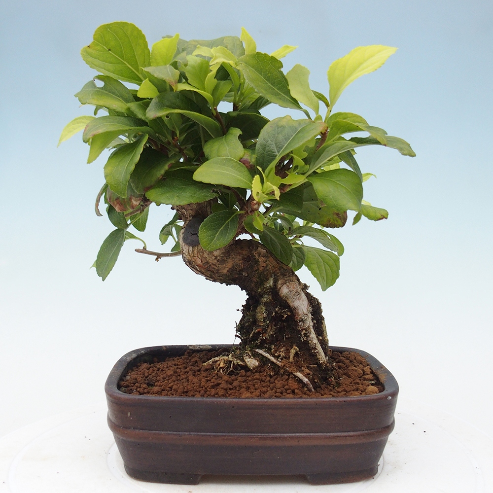 Venkovní bonsai - Celastrus  orbiculatus - Jesenec okrouhlolistý