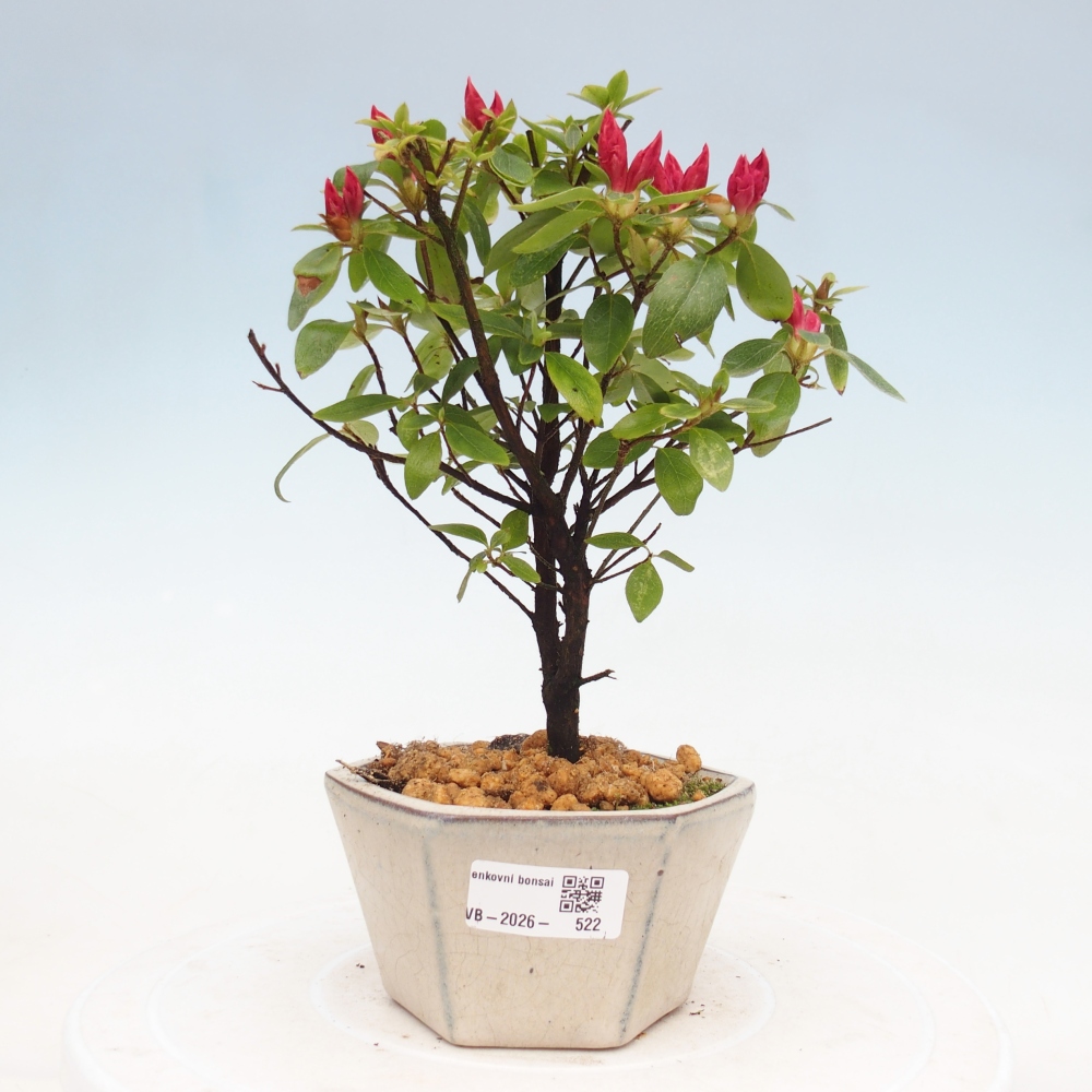 Venkovní bonsai - Japonská azalka - Azalea sp.