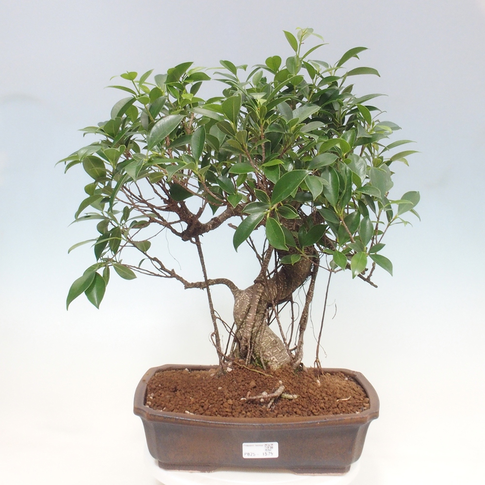 Pokojová bonsai - Ficus kimmen -  malolistý fíkus