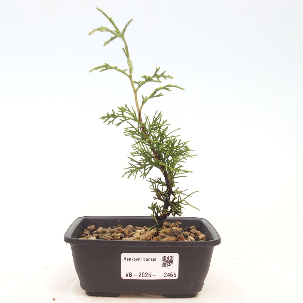 Venkovní bonsai - Juniperus chinensis Itoigawa -Jalovec čínský