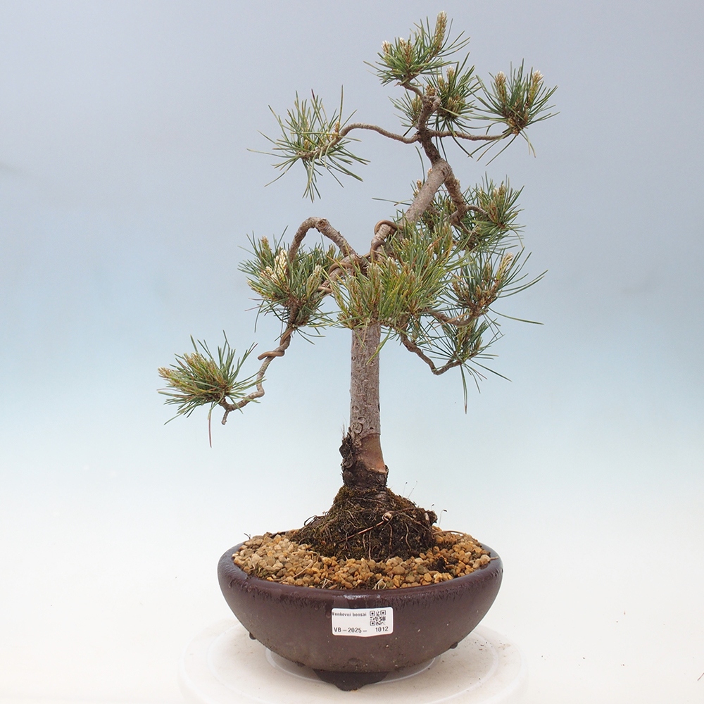 Venkovní bonsai - Pinus Sylvestris Watererri - Borovice lesní