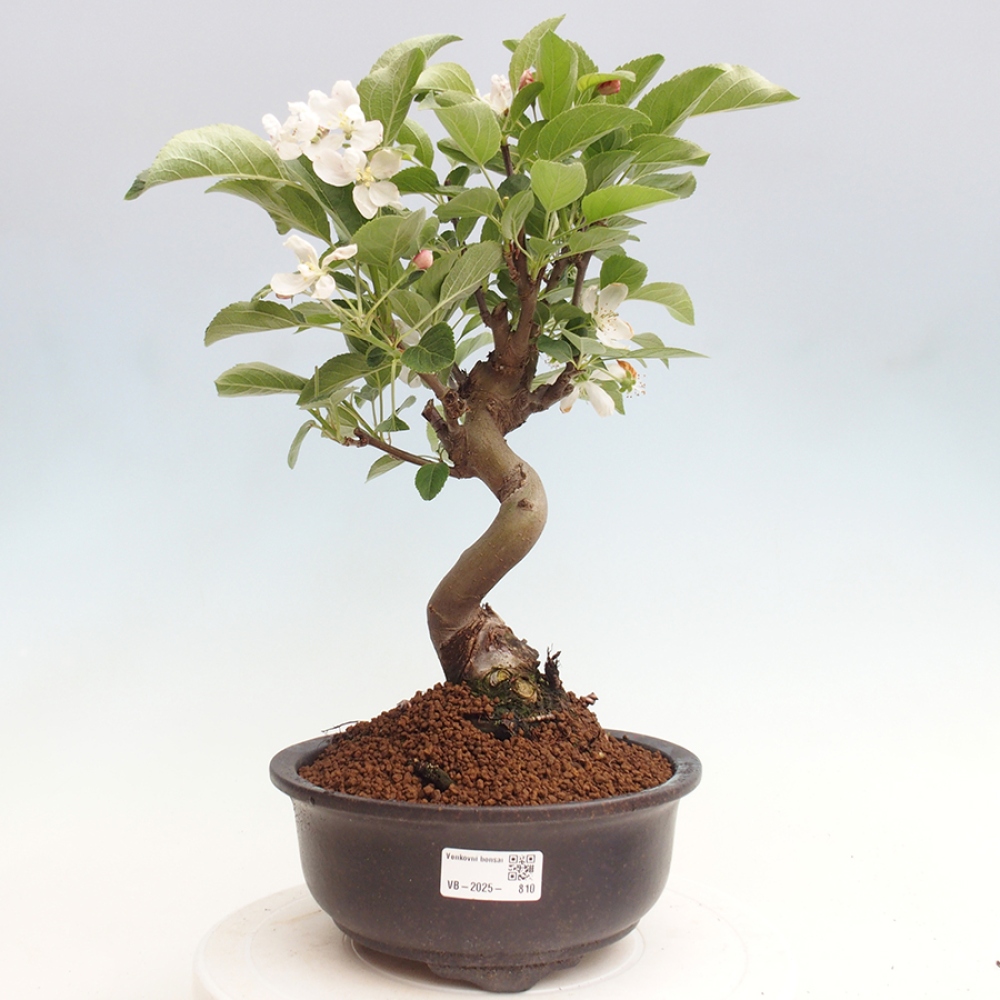 Venkovní bonsai -Malus halliana - Maloplodá jabloň
