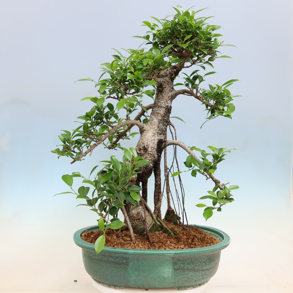 Pokojová bonsai - Ficus kimmen -  malolistý fíkus