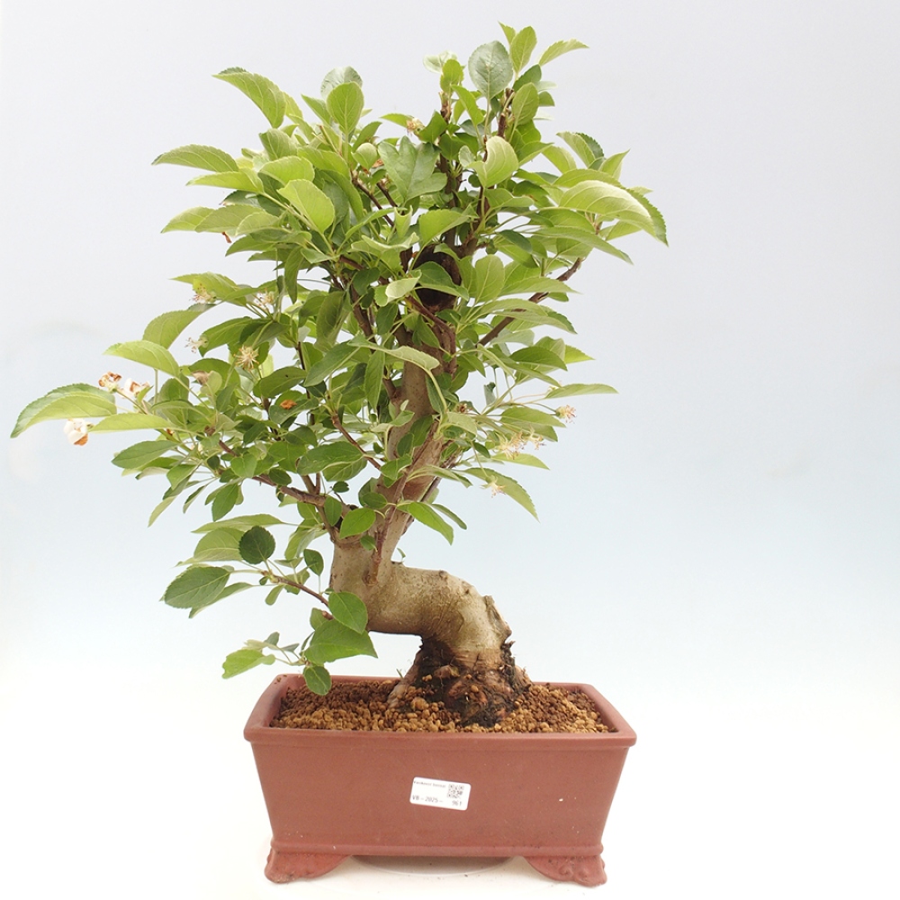 Venkovní bonsai -Malus halliana - Maloplodá jabloň