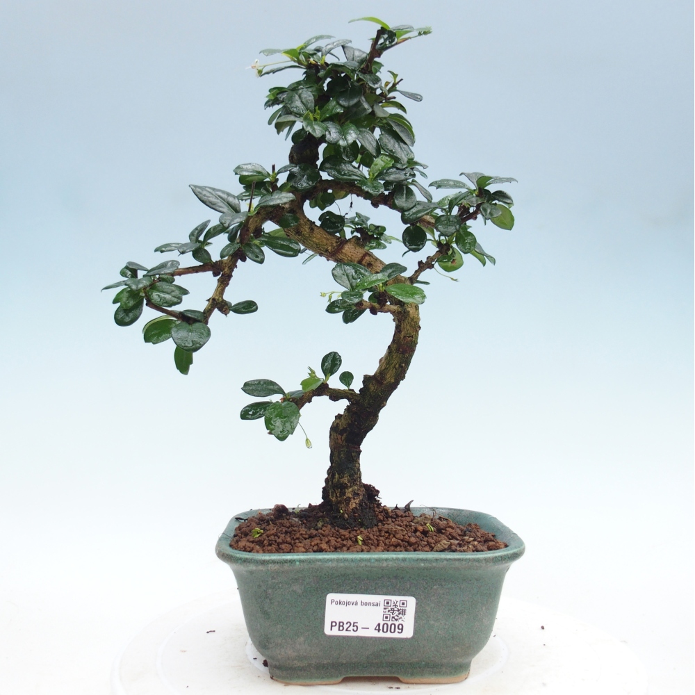 Pokojová bonsai - Carmona macrophylla - Čaj fuki