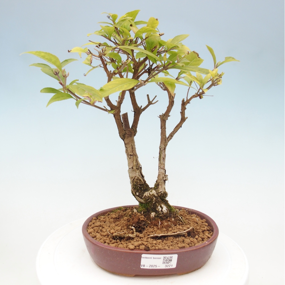 Venkovní bonsai - krásnoplodka - Callicarpa japonica