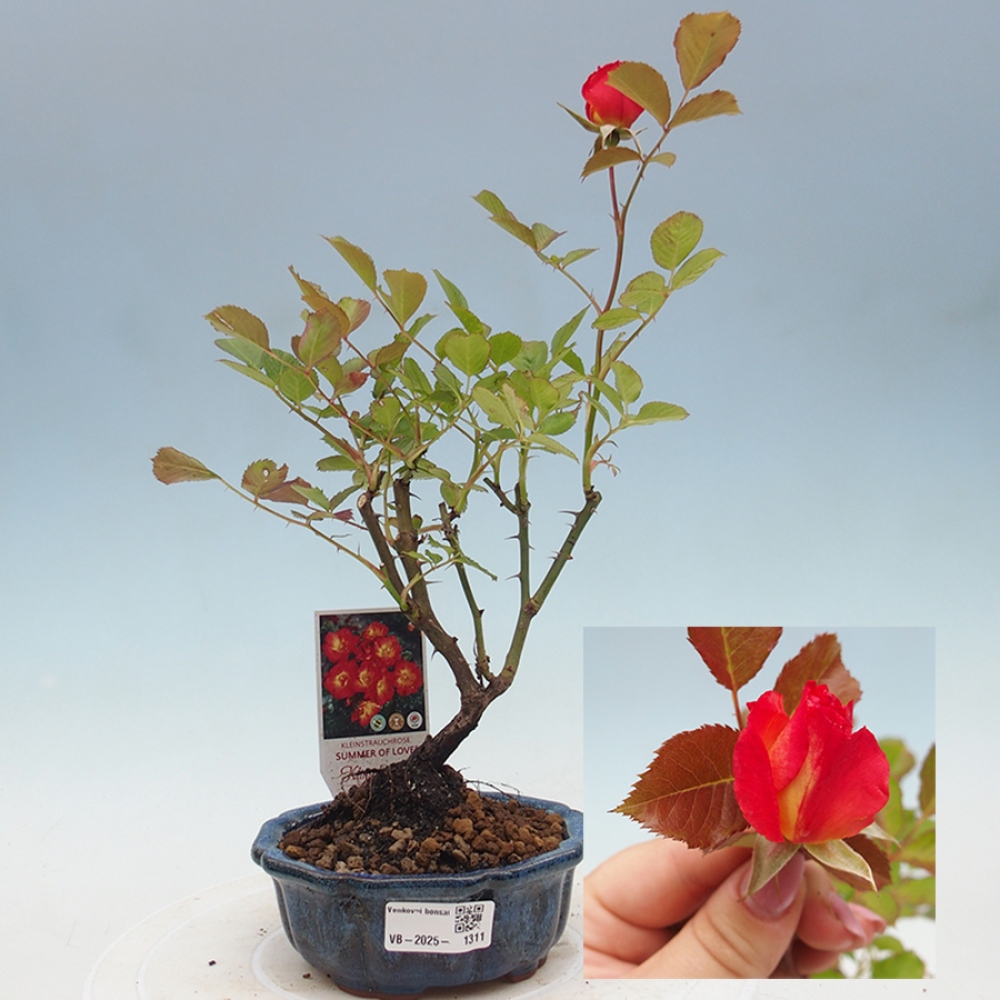 Venkovní bonsai - Rosa Kordes -  růže