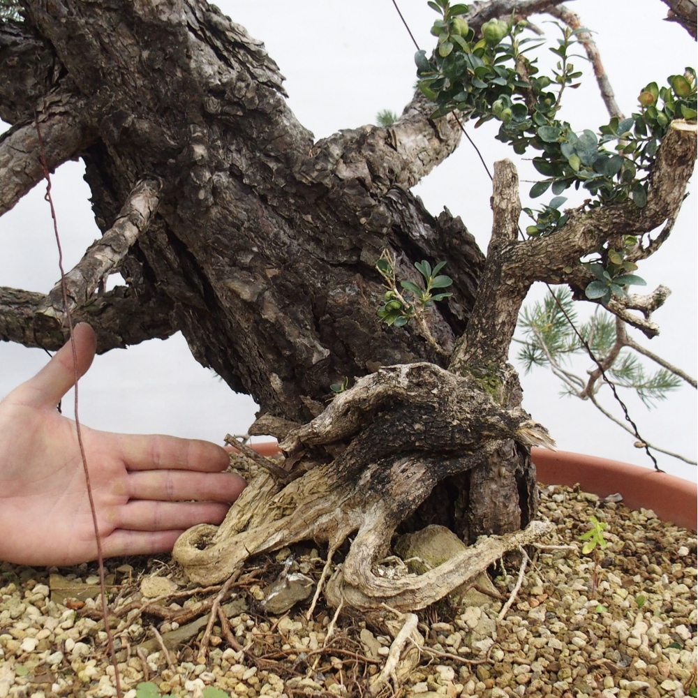 Yamadori - Pinus sylvestris Španělsko