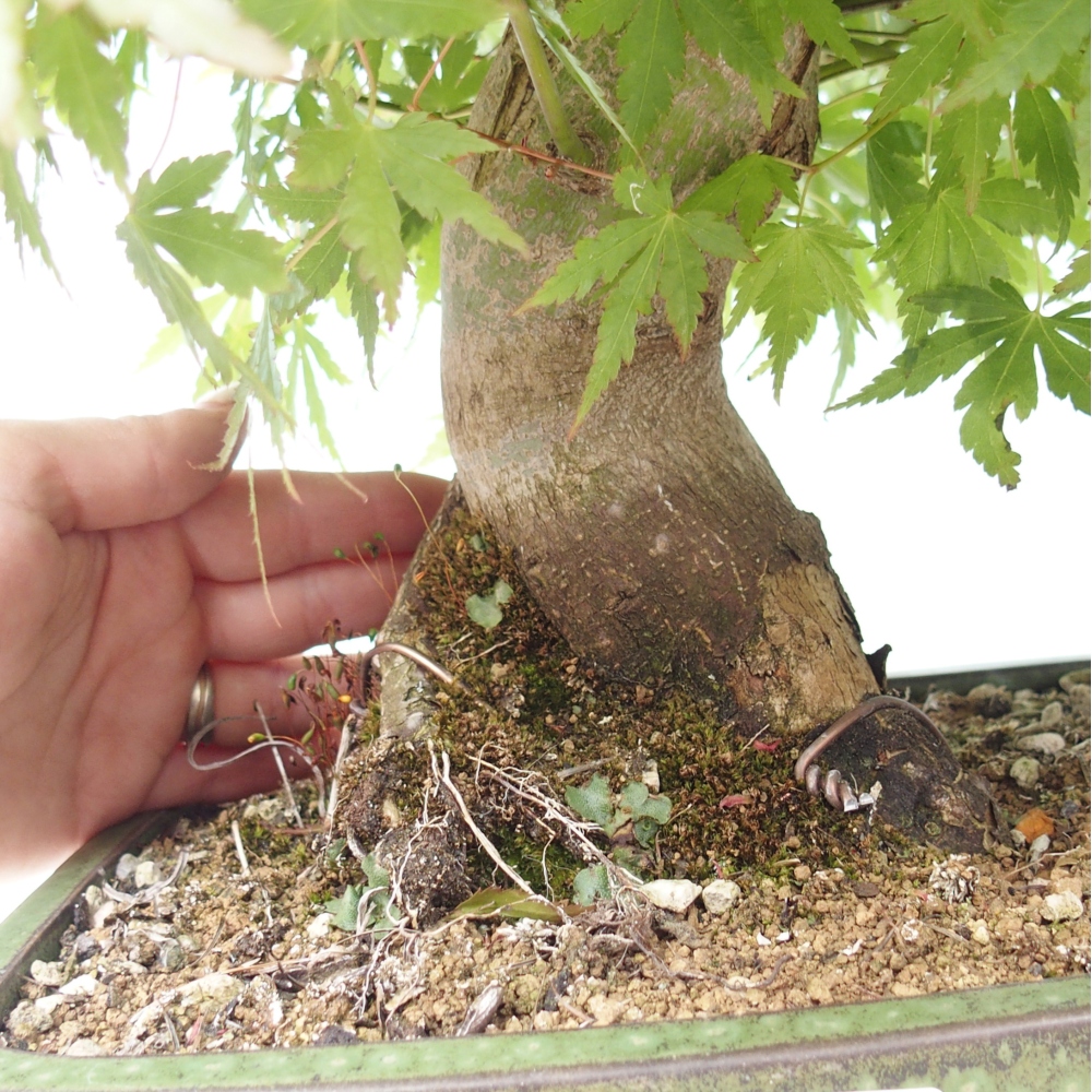 Venkovní bonsai - Javor dlanitolistý - Acer palmatum  - POUZE PALETOVÁ PŘEPRAVA