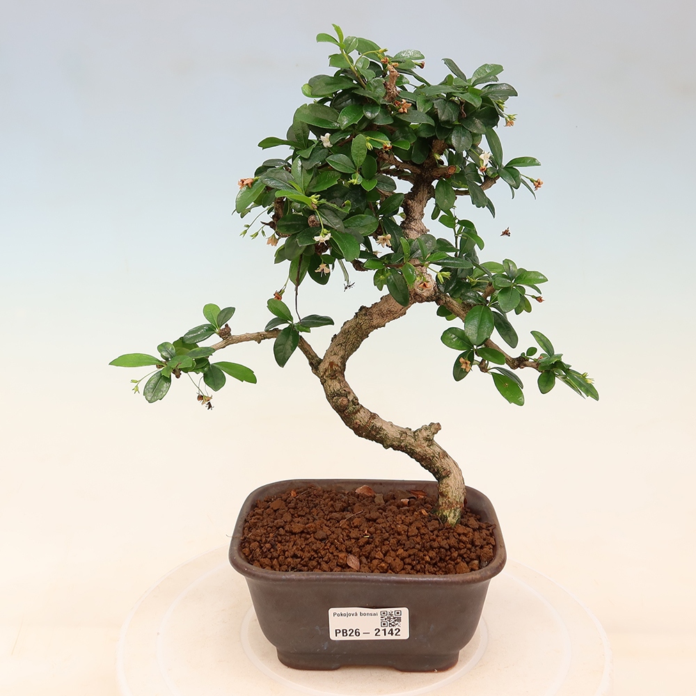 Pokojová bonsai - Carmona macrophylla - Čaj fuki