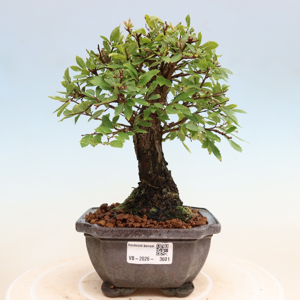 Venkovní bonsai - Zelkova - Zelkova NIRE