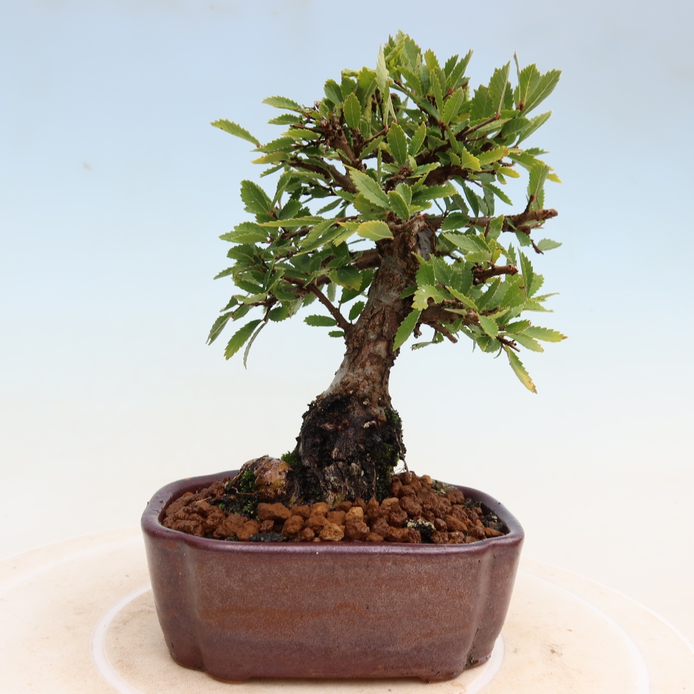 Venkovní bonsai - Zelkova - Zelkova NIRE