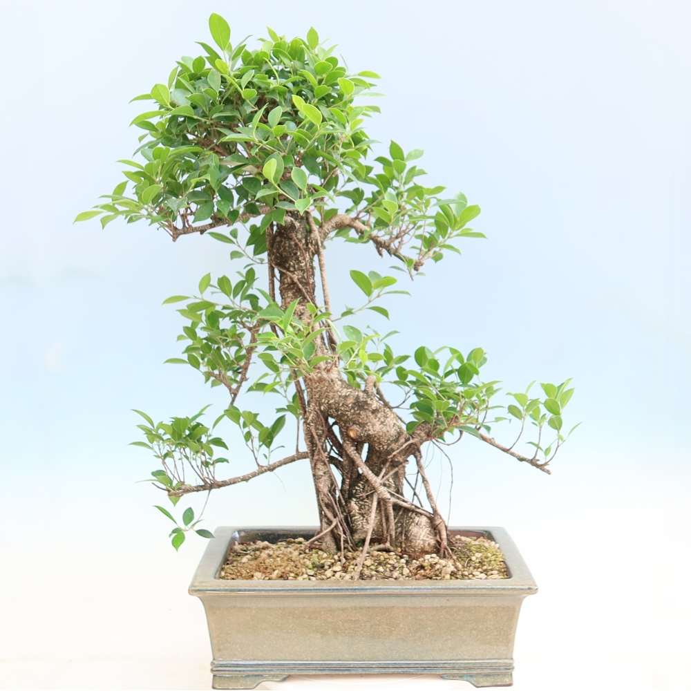Pokojová bonsai - Ficus kimmen -  malolistý fíkus