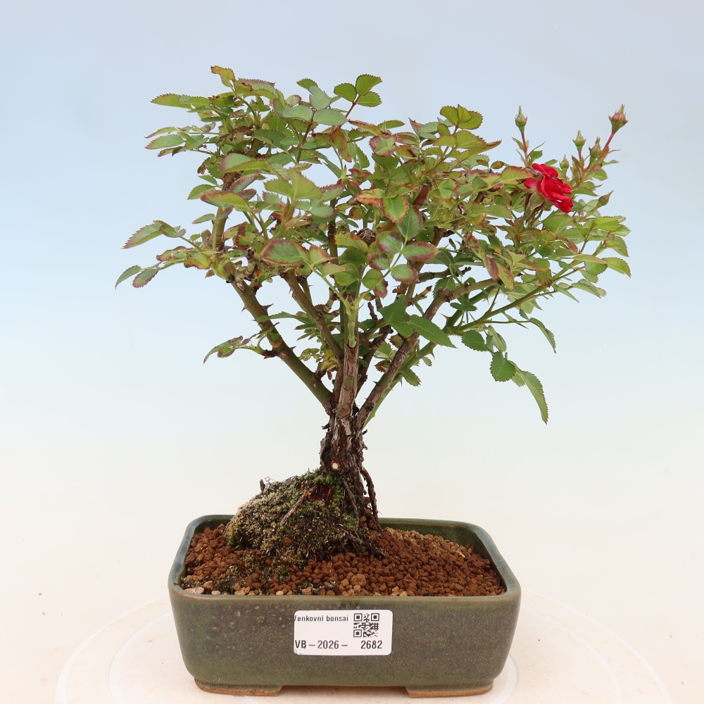 Venkovní bonsai - Rosa Kordes -  růže