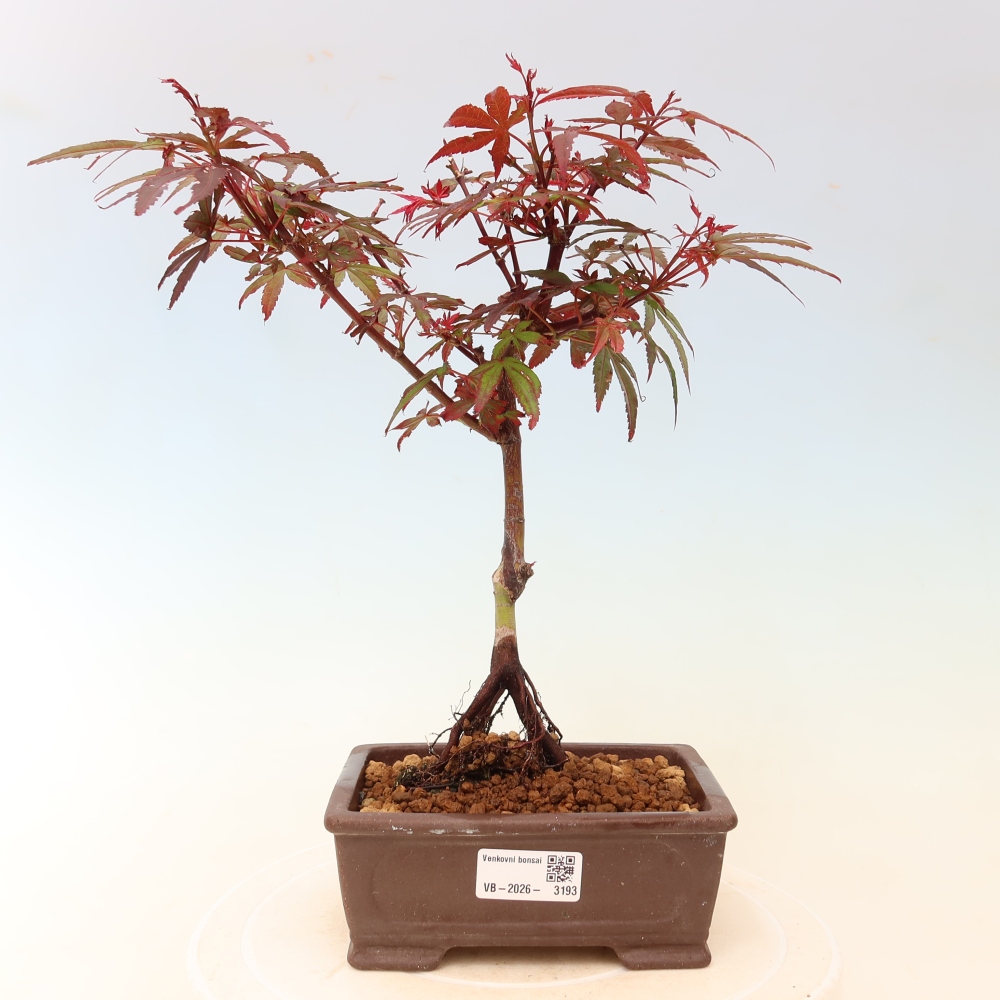 Venkovní bonsai -Javor dlanitolistý  - Acer palmatum Berry Broom 