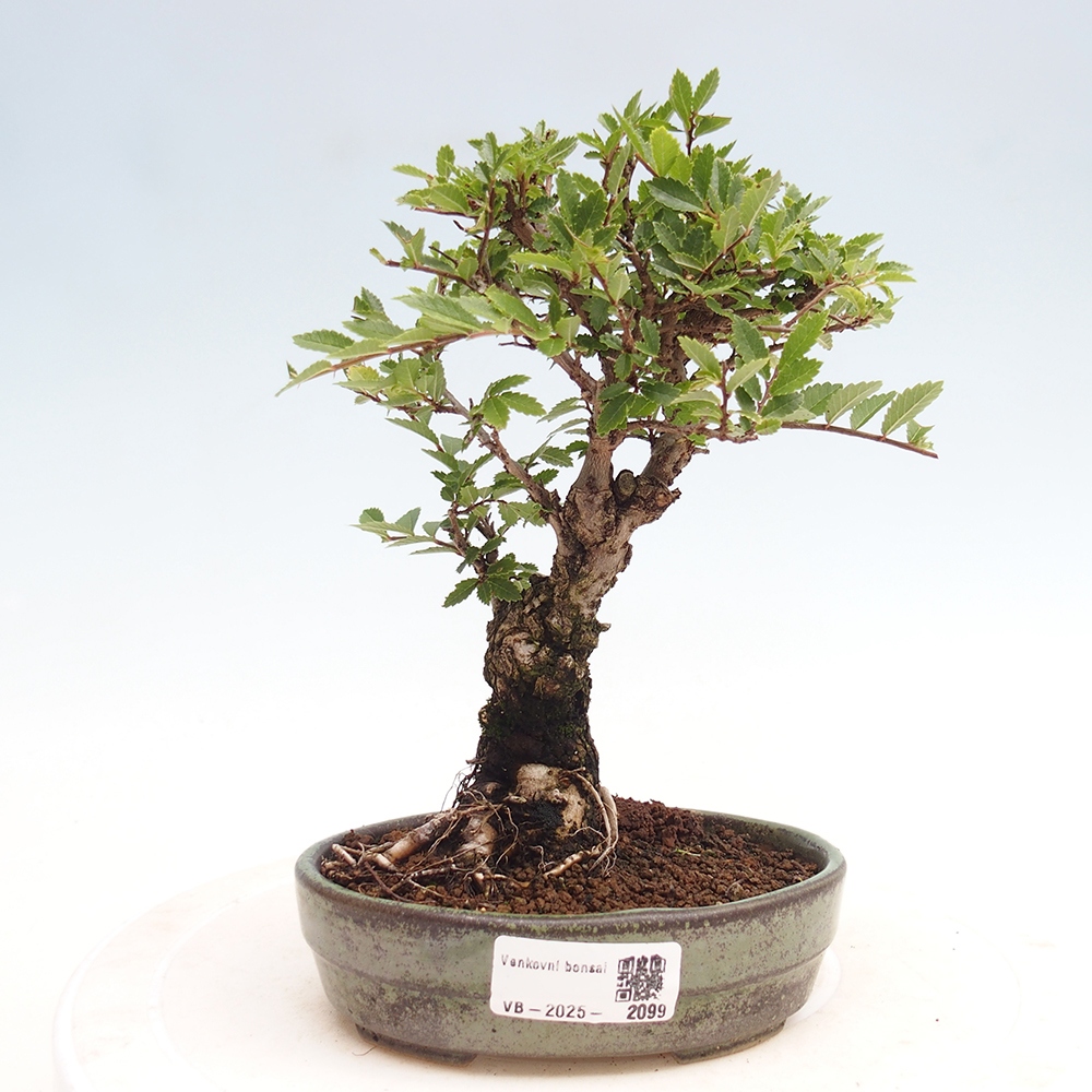 Venkovní bonsai - Zelkova - Zelkova NIRE