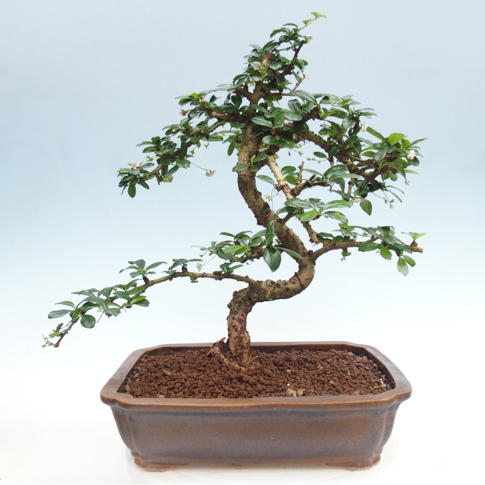Pokojová bonsai - Carmona macrophylla - Čaj fuki