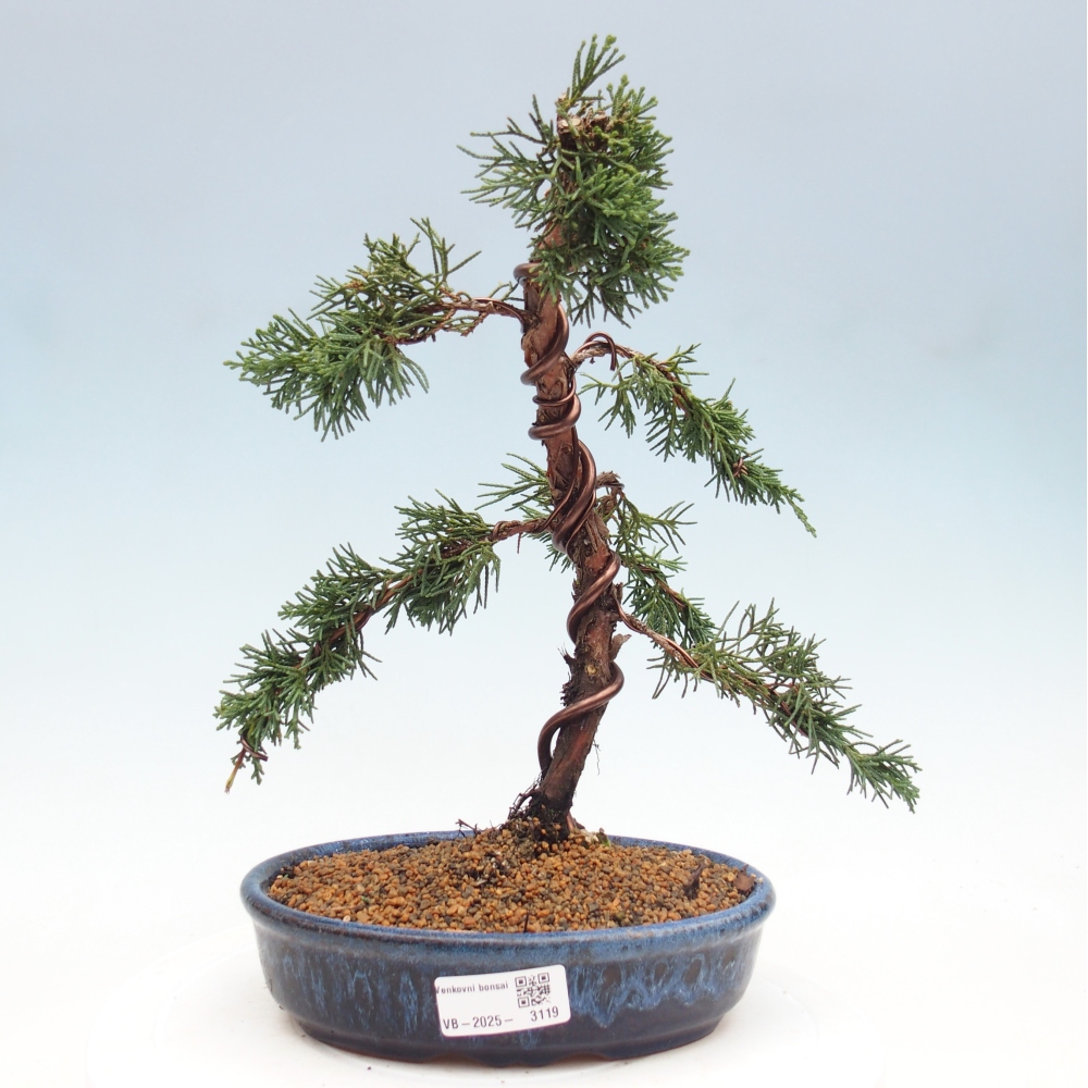 Venkovní bonsai - Juniperus chinensis Kishu -Jalovec čínský