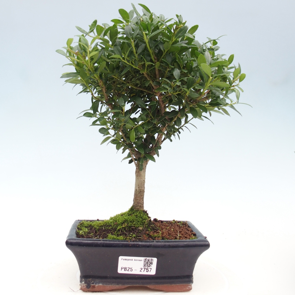 Pokojová bonsai - Ilex crenata - Cesmína
