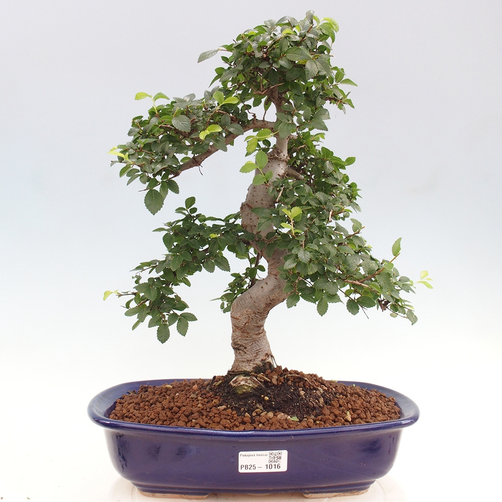 Pokojová bonsai - Ulmus parvifolia - Malolistý jilm