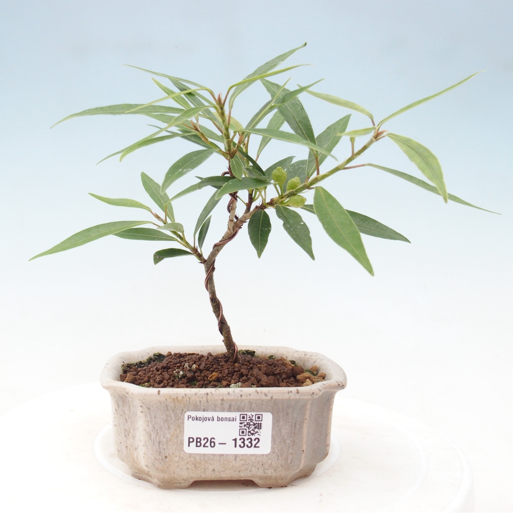Pokojová bonsai - Ficus nerifolia -  malolistý fíkus