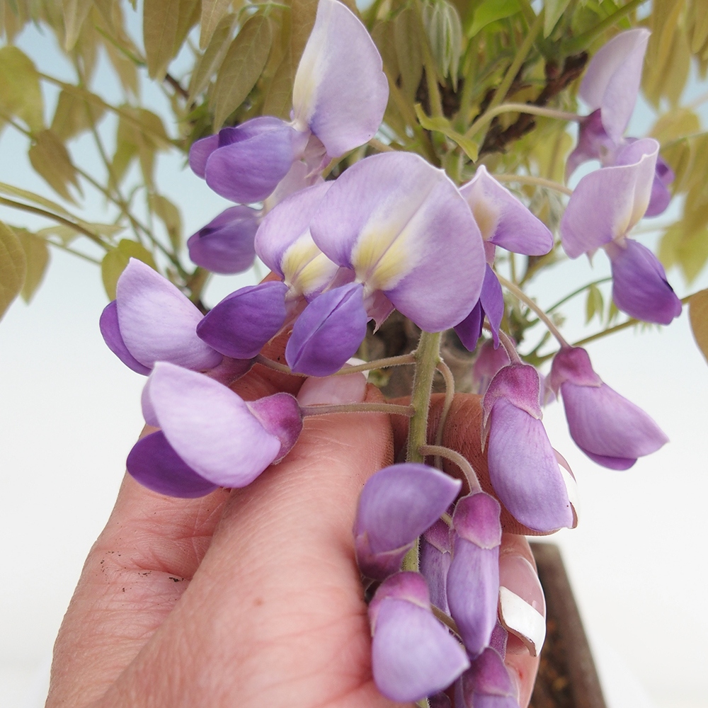 Venkovní bonsai - Vistarie květnatá - Wisteria floribunda