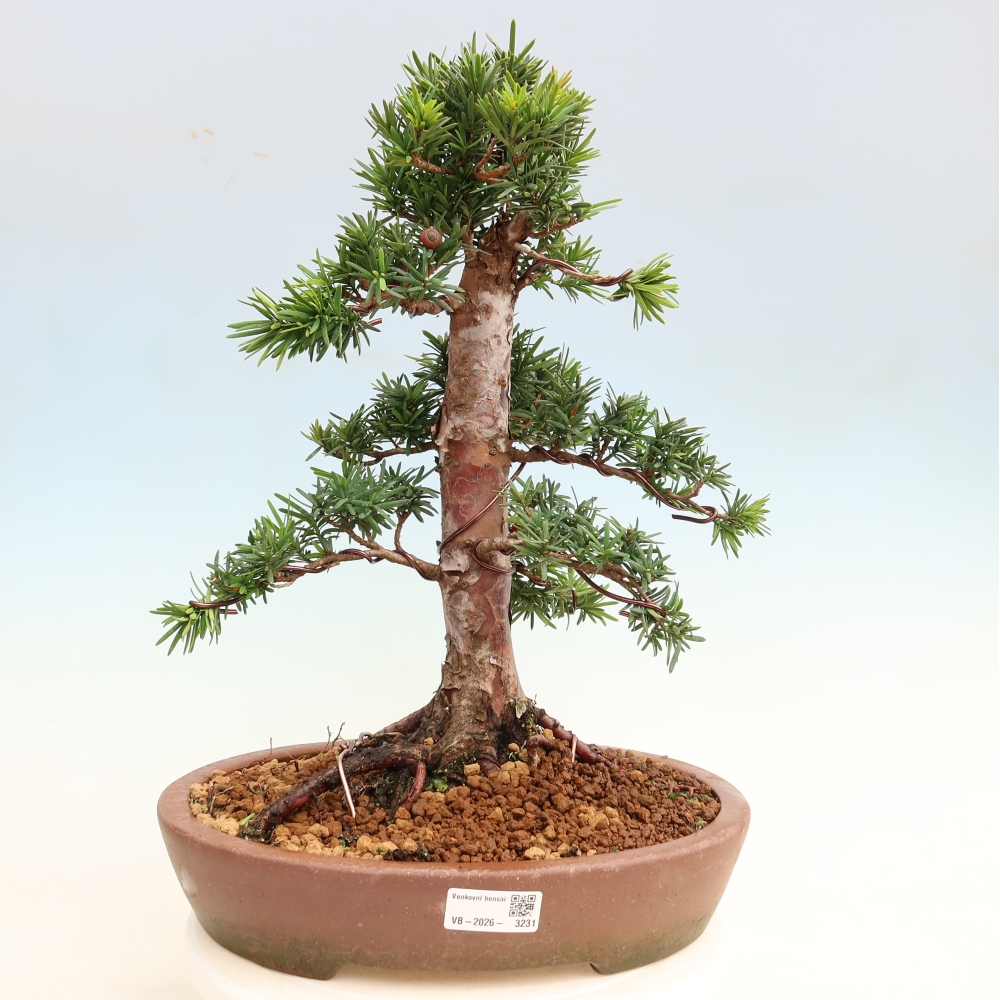 Venkovní bonsai - Taxus cuspidata  - Tis japonský