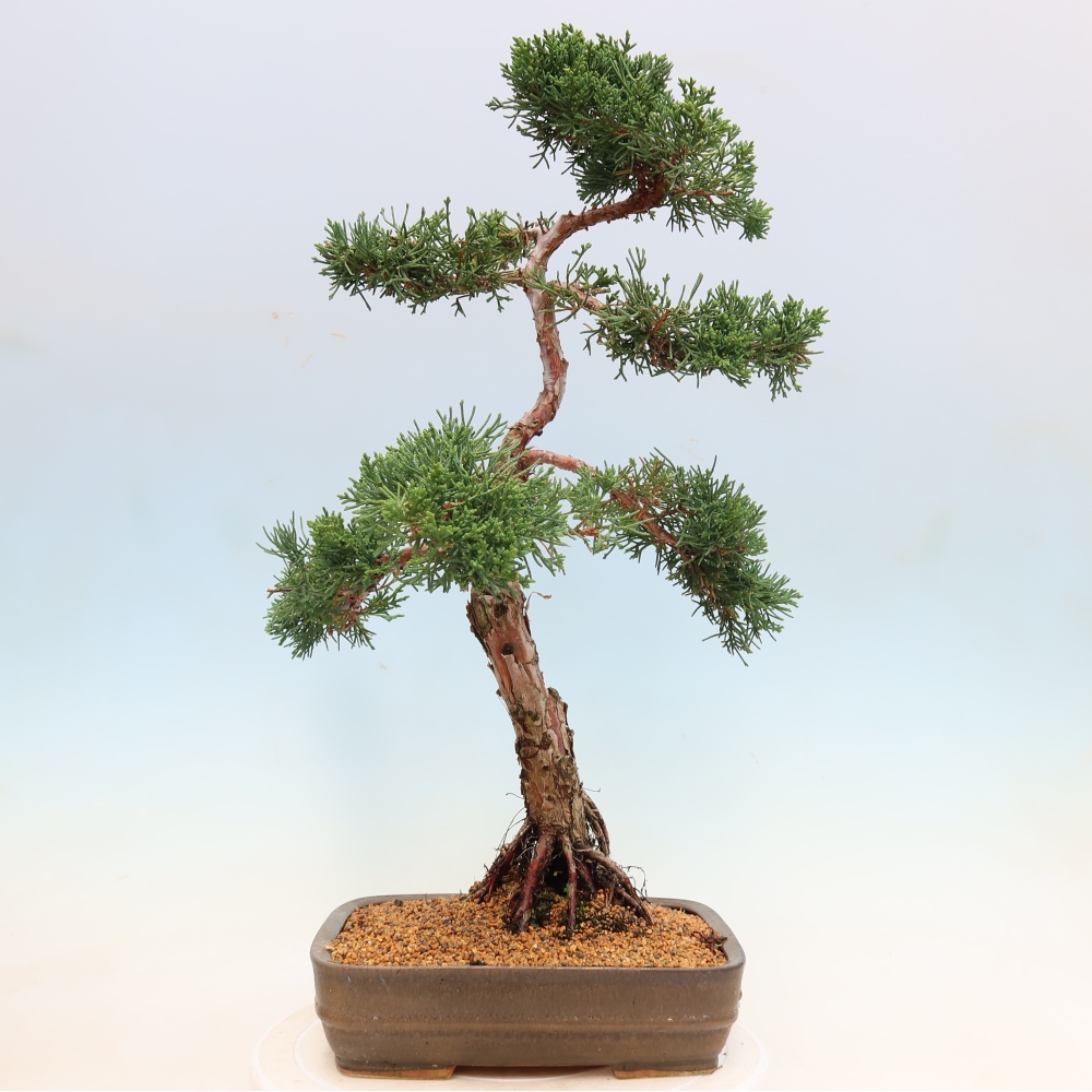 Venkovní bonsai - Juniperus chinensis Kishu -Jalovec čínský
