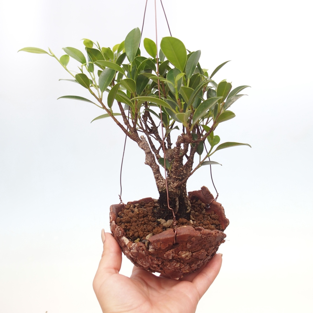 Kokedama v keramice - malolistý ficus - Ficus kimmen