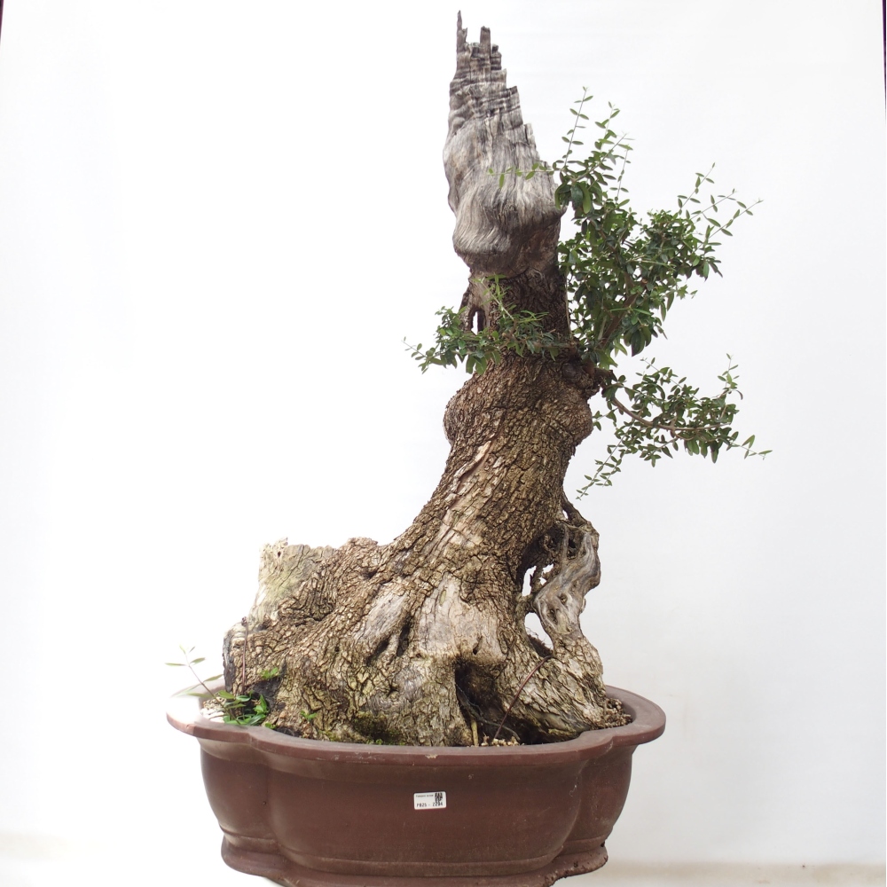 Pokojová bonsai - Olea europaea sylvestris -Oliva evropská drobnolistá