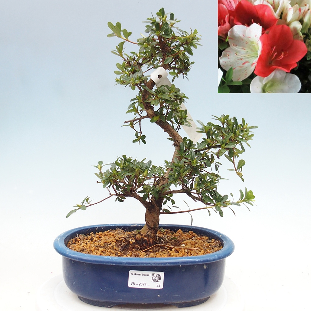 Venkovní bonsai - Japonská azalka - Azalea Asahi-no-izumi