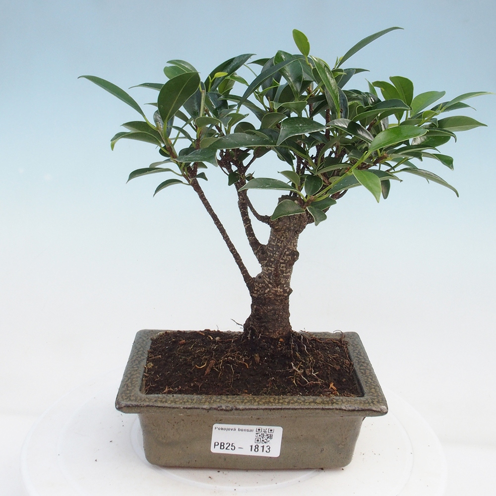 Pokojová bonsai - Ficus retusa -  malolistý fíkus