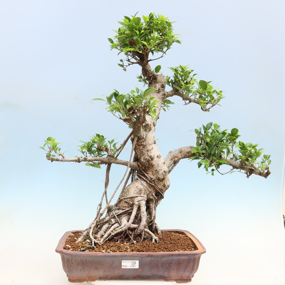 Pokojová bonsai - Ficus kimmen -  malolistý fíkus