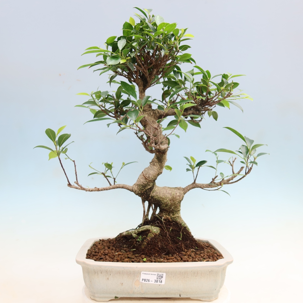 Pokojová bonsai - Ficus kimmen -  malolistý fíkus