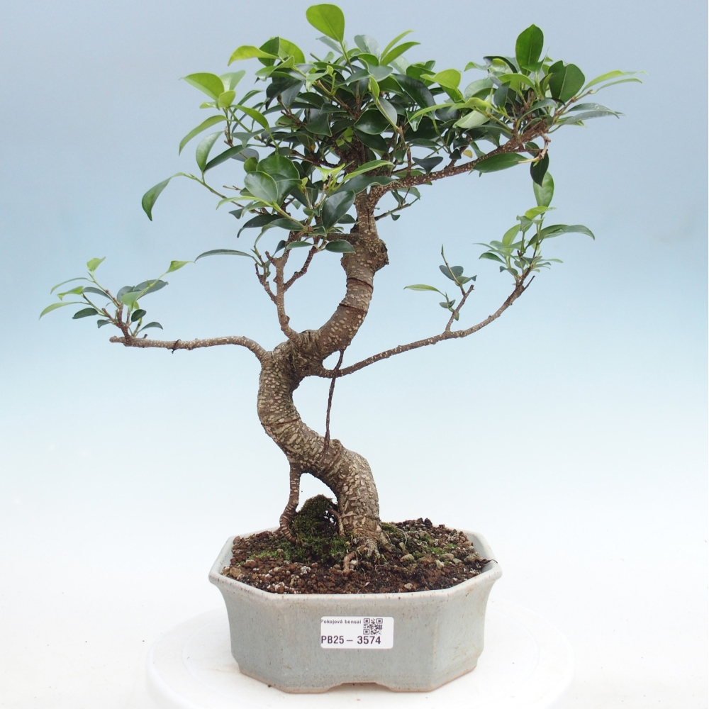 Pokojová bonsai - Ficus retusa -  malolistý fíkus