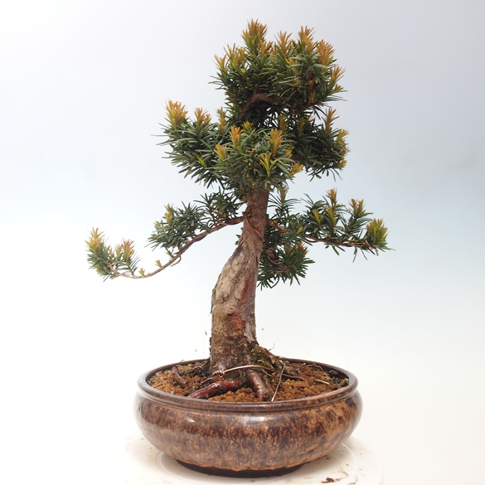 Venkovní bonsai - Taxus cuspidata  - Tis japonský