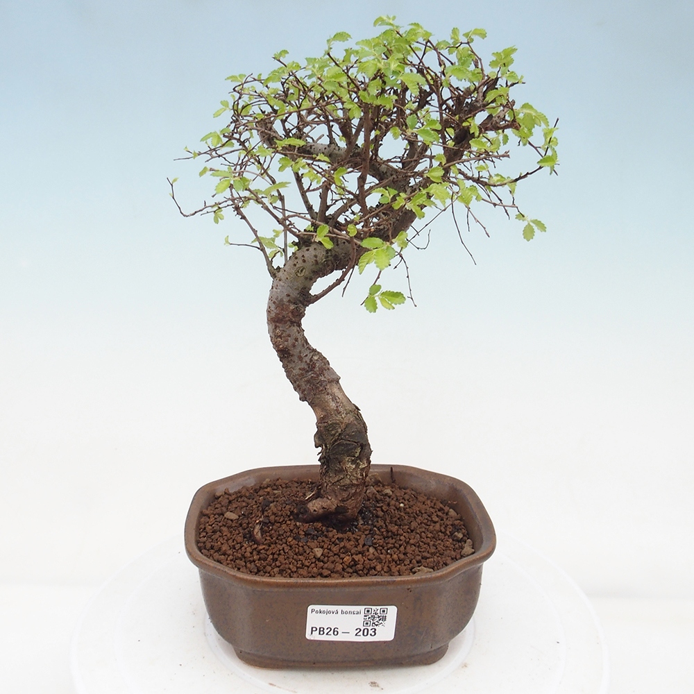 Pokojová bonsai - Ulmus parvifolia - Malolistý jilm