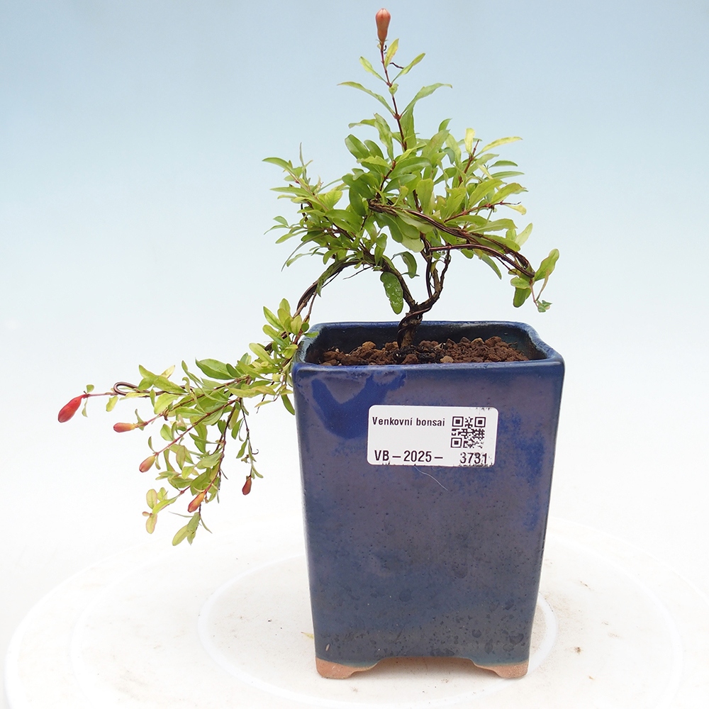 Pokojová bonsai-PUNICA granatum nana-Granátové jablko