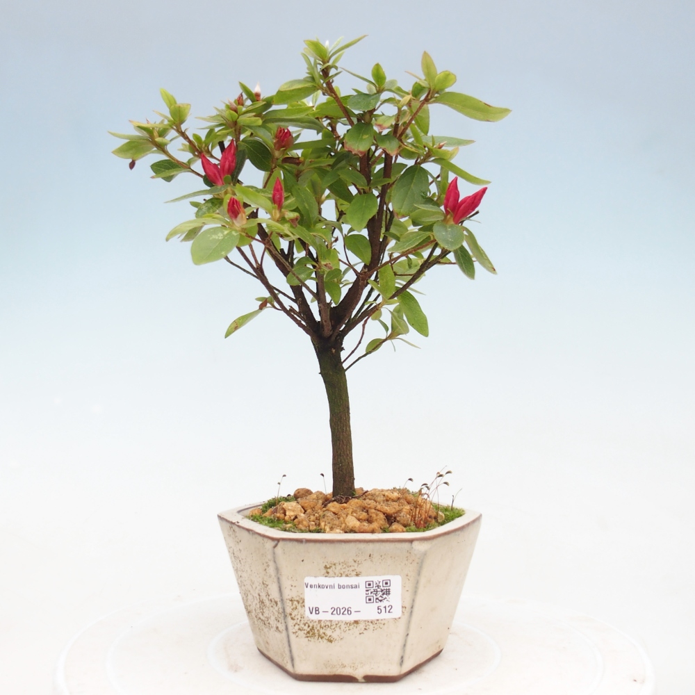 Venkovní bonsai - Japonská azalka - Azalea sp.