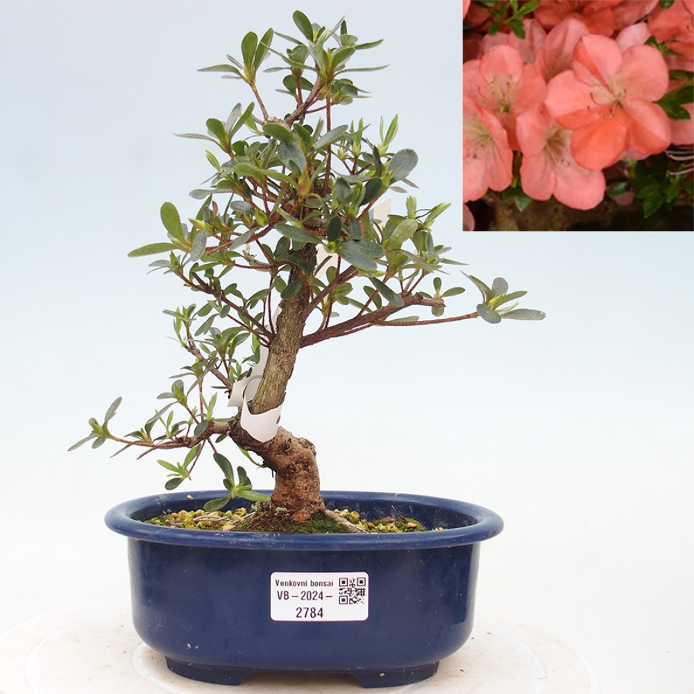Venkovní bonsai - Japonská azalka - Azalea Asazakura