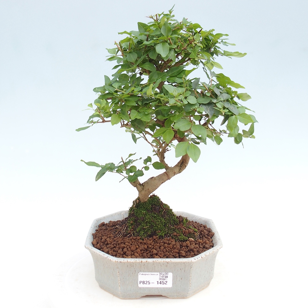 Pokojová bonsai -Ligustrum chinensis - Ptačí zob