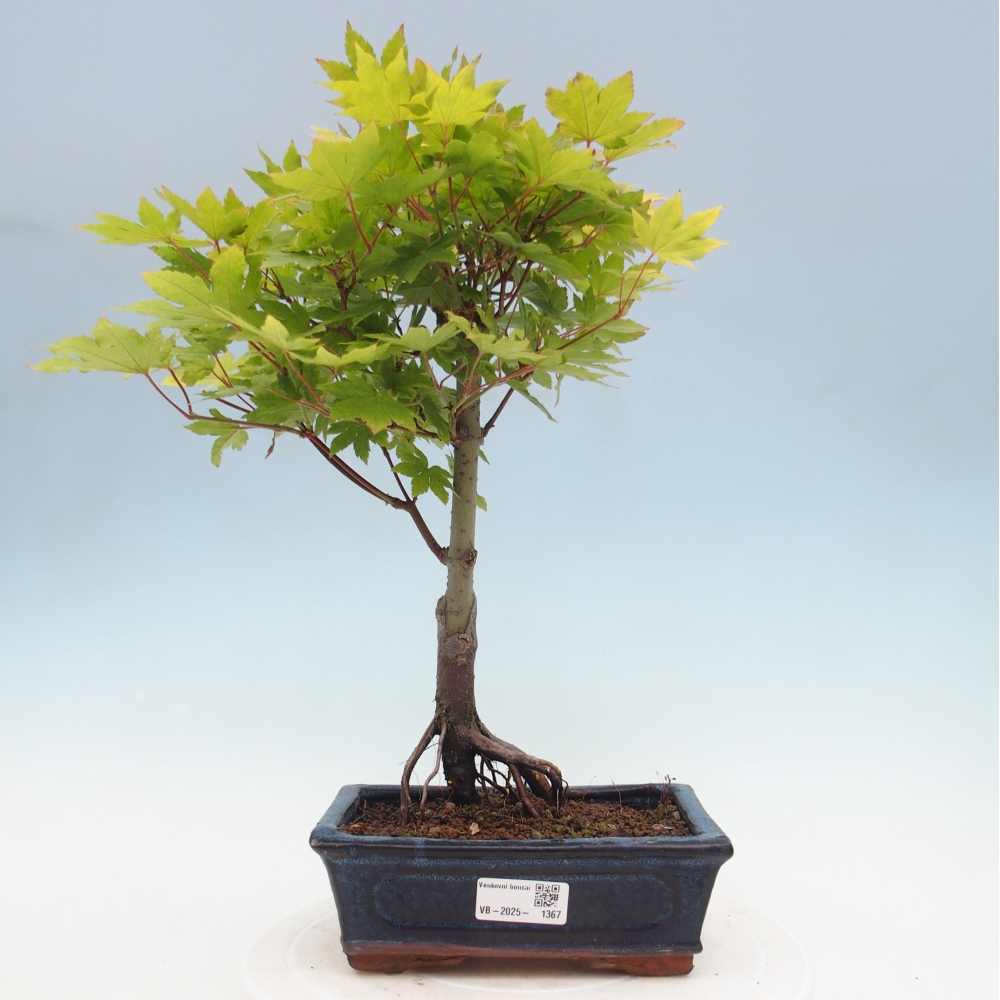 Venkovní bonsai - Javor palmatum katsura GISAN - Javor dlanitolistý