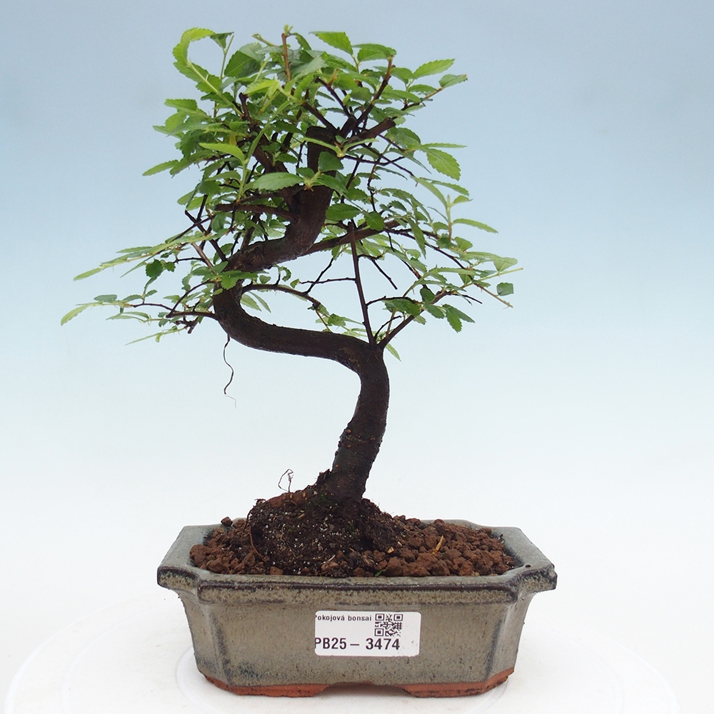 Pokojová bonsai - Ulmus parvifolia - Malolistý jilm