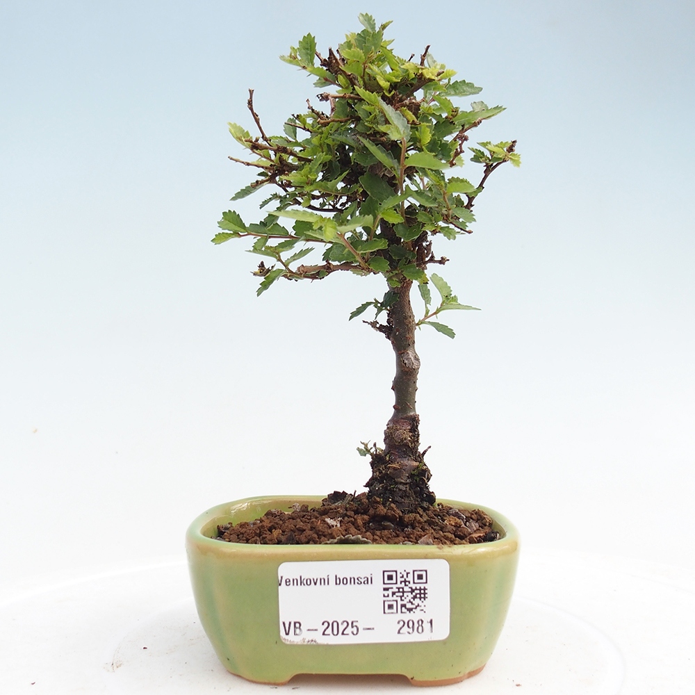 Venkovní bonsai - Ulmus parvifolia Sagei - Malolistý jilm