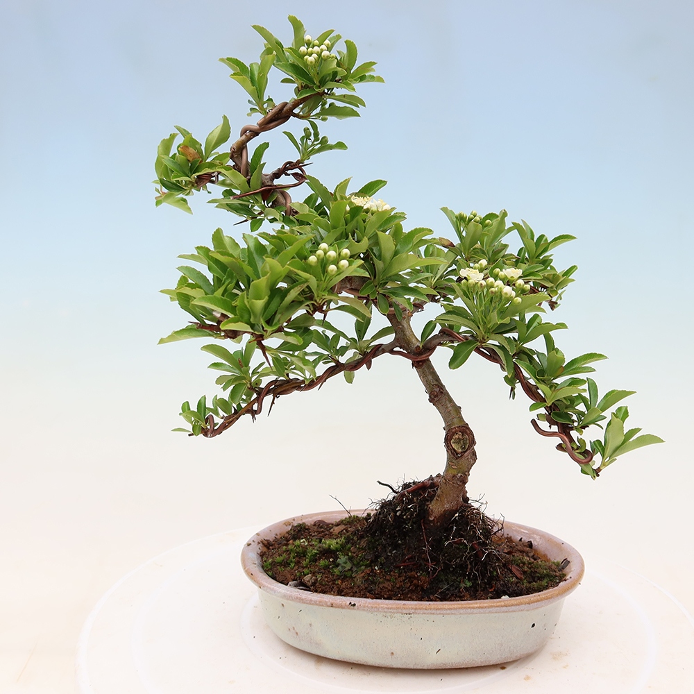 Venkovní bonsai - Pyracantha teton - Hlohyně šarlatová