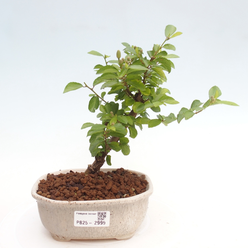 Pokojová bonsai - Grewia occidentalis - Hvězdice levandulová
