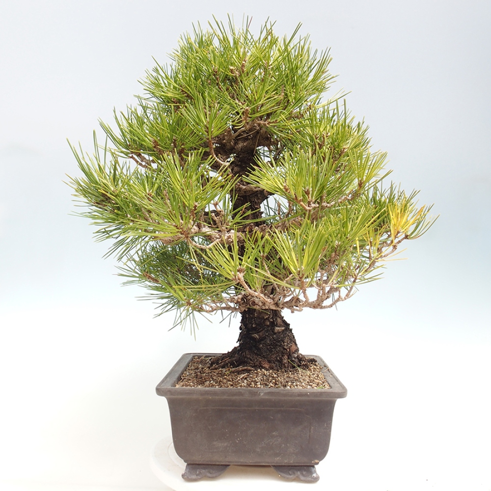 Venkovní bonsai - Pinus thunbergii - Borovice thunbergova